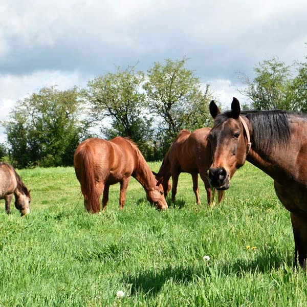Pension pour chevaux à Orcet, Puy-de-Dôme